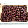 2015 New Crop Boa qualidade Professinal Chestnut